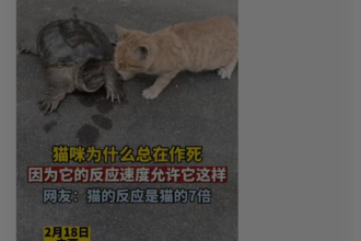 最近整理资料,发现这个项目一直在被做